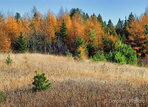 Canadian Shield Scene_DSCF02925.jpg - Dying pines photographed near Calabogie, Ontario, Canada.